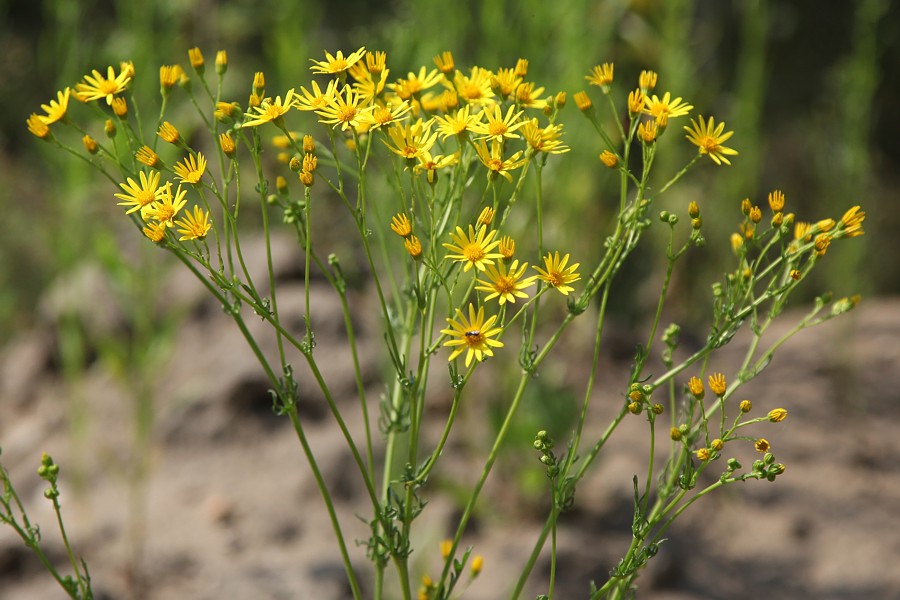 Изображение особи Senecio jacobaea.