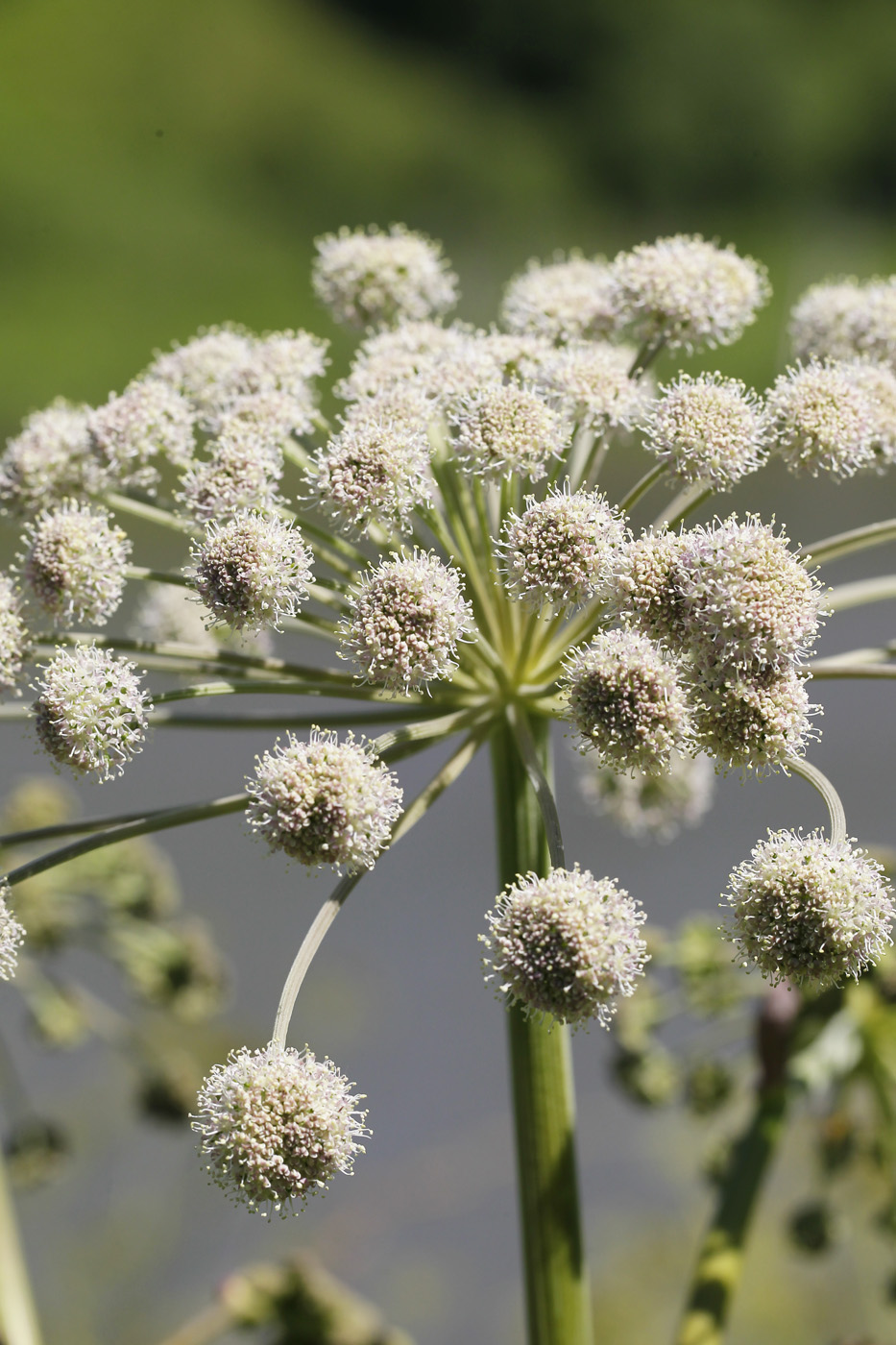 Image of Angelica sylvestris specimen.