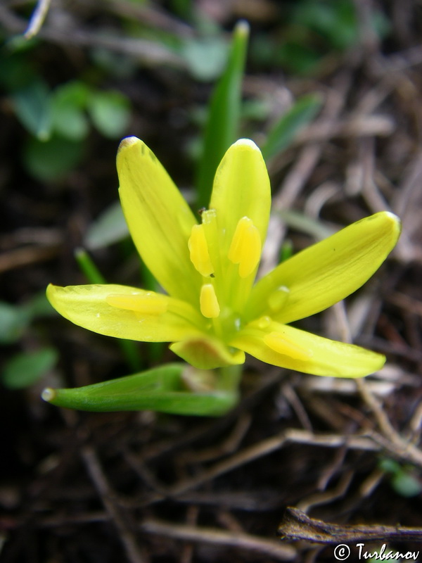 Image of genus Gagea specimen.