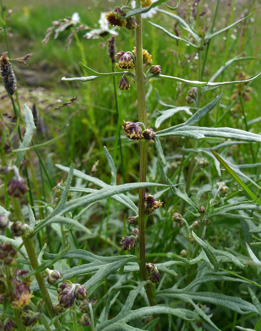 Image of Artemisia tilesii specimen.