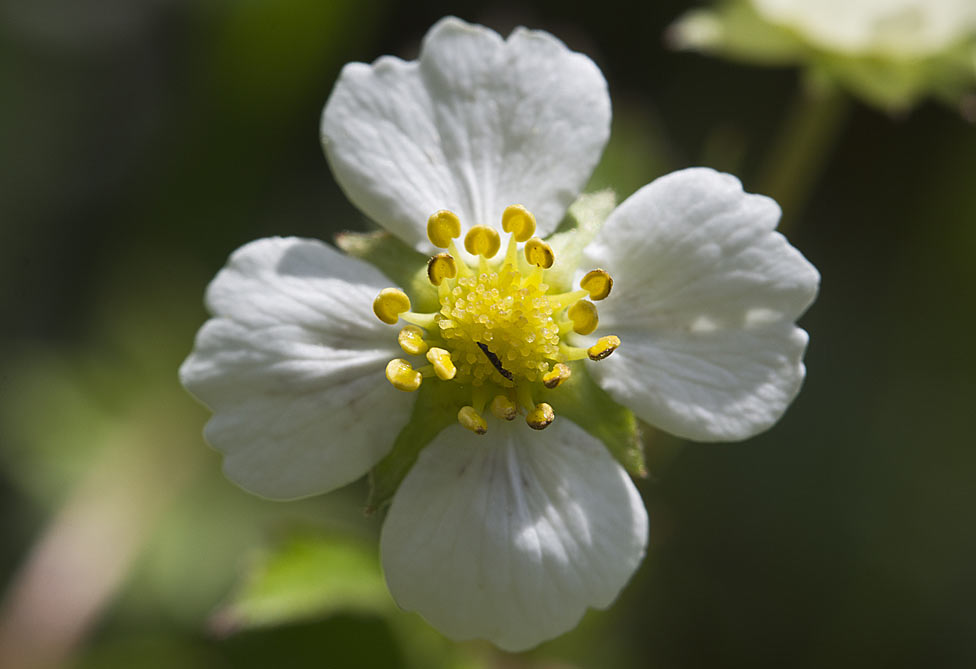 Изображение особи Fragaria vesca.