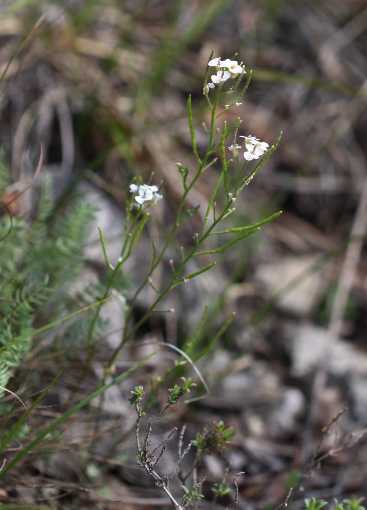 Изображение особи Braya humilis.