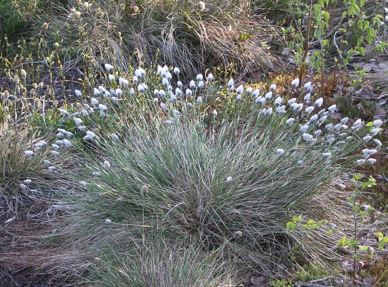 Изображение особи Eriophorum vaginatum.