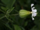 Melandrium album