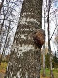 Betula pendula. Часть ствола с наростом (сувель). Марий Эл, г. Йошкар-Ола, лесистая часть Центрального парка. 26.10.2016.