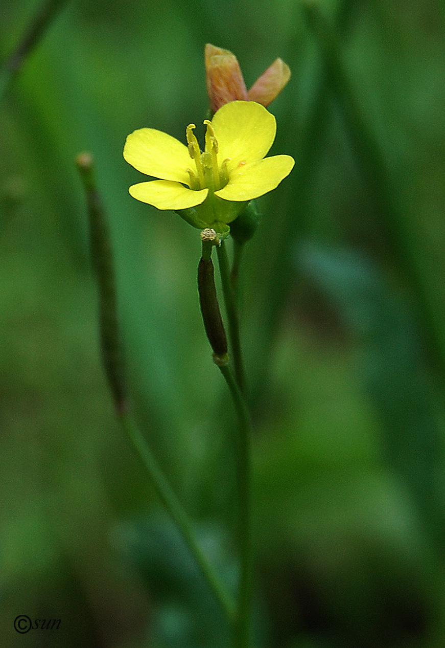 Image of Diplotaxis tenuifolia specimen.