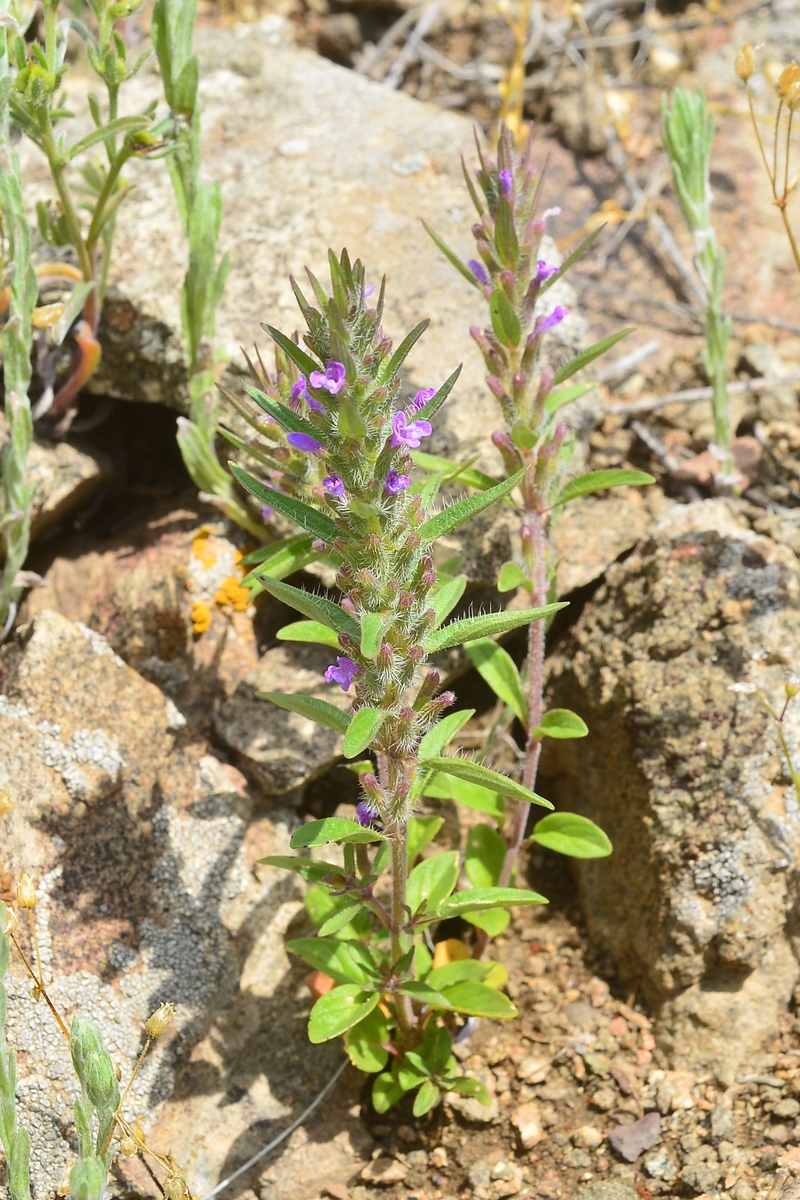 Image of Ziziphora tenuior specimen.