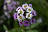 Lobularia maritima. Соцветие. Владивосток, Ботанический сад. 12.09.2016.