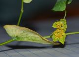 Bupleurum subovatum