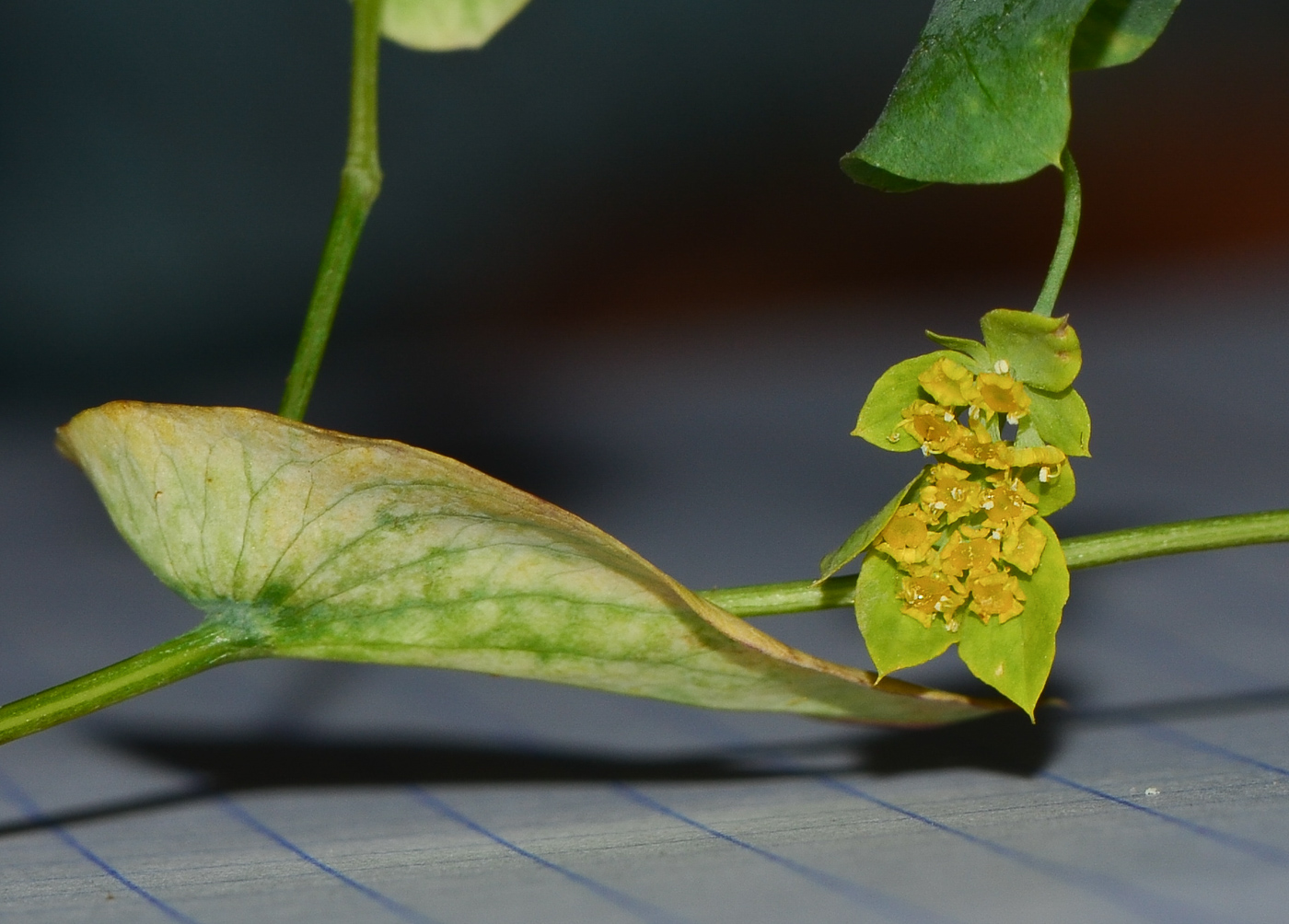 Image of Bupleurum subovatum specimen.