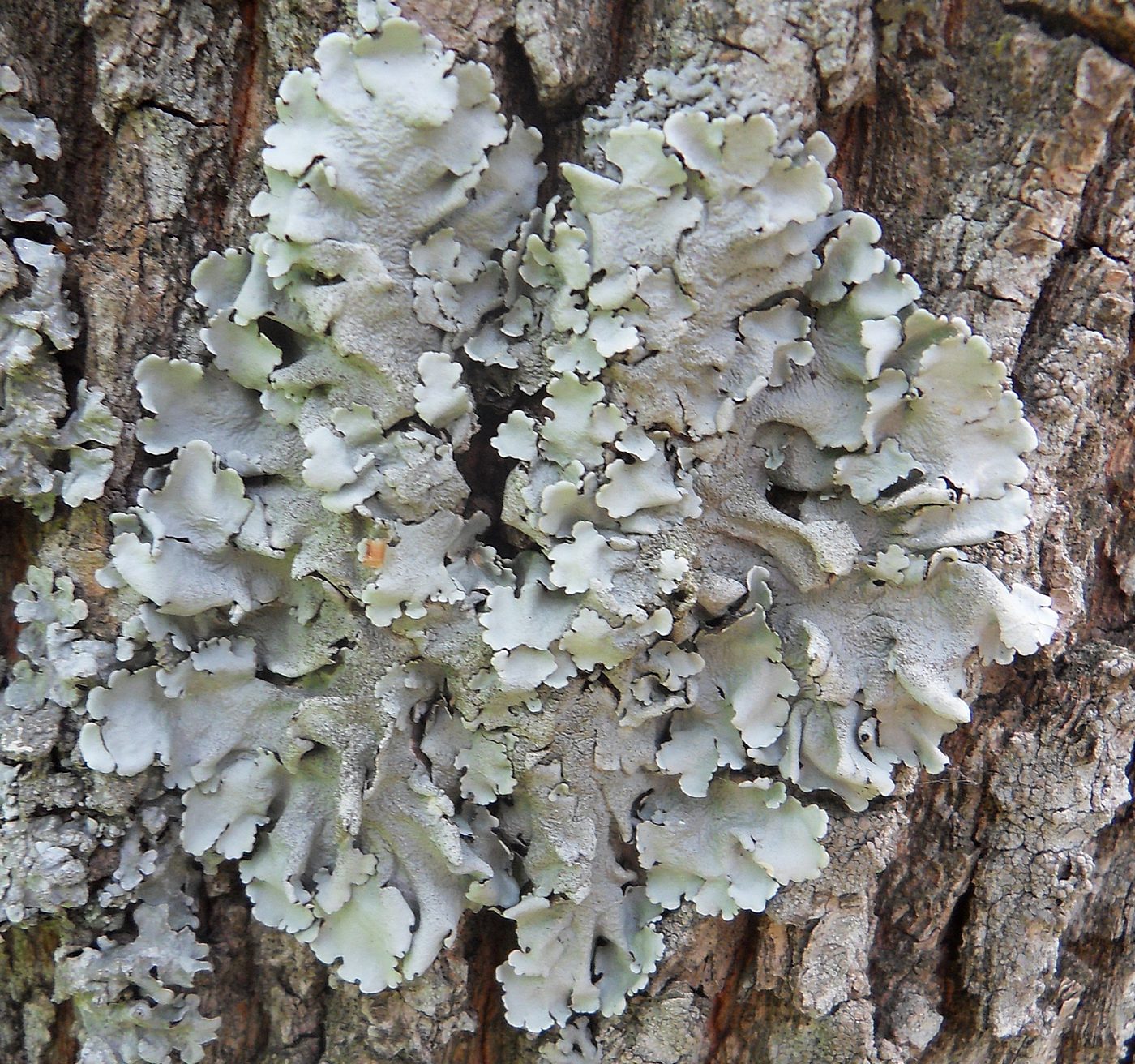 Image of Parmelina tiliacea specimen.