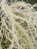 Usnea hirta