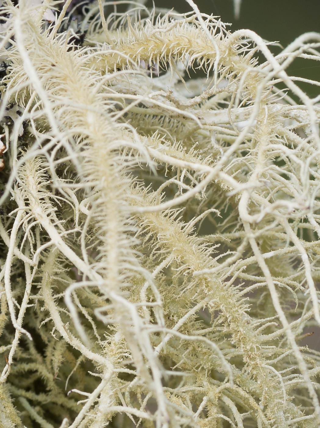 Image of Usnea hirta specimen.