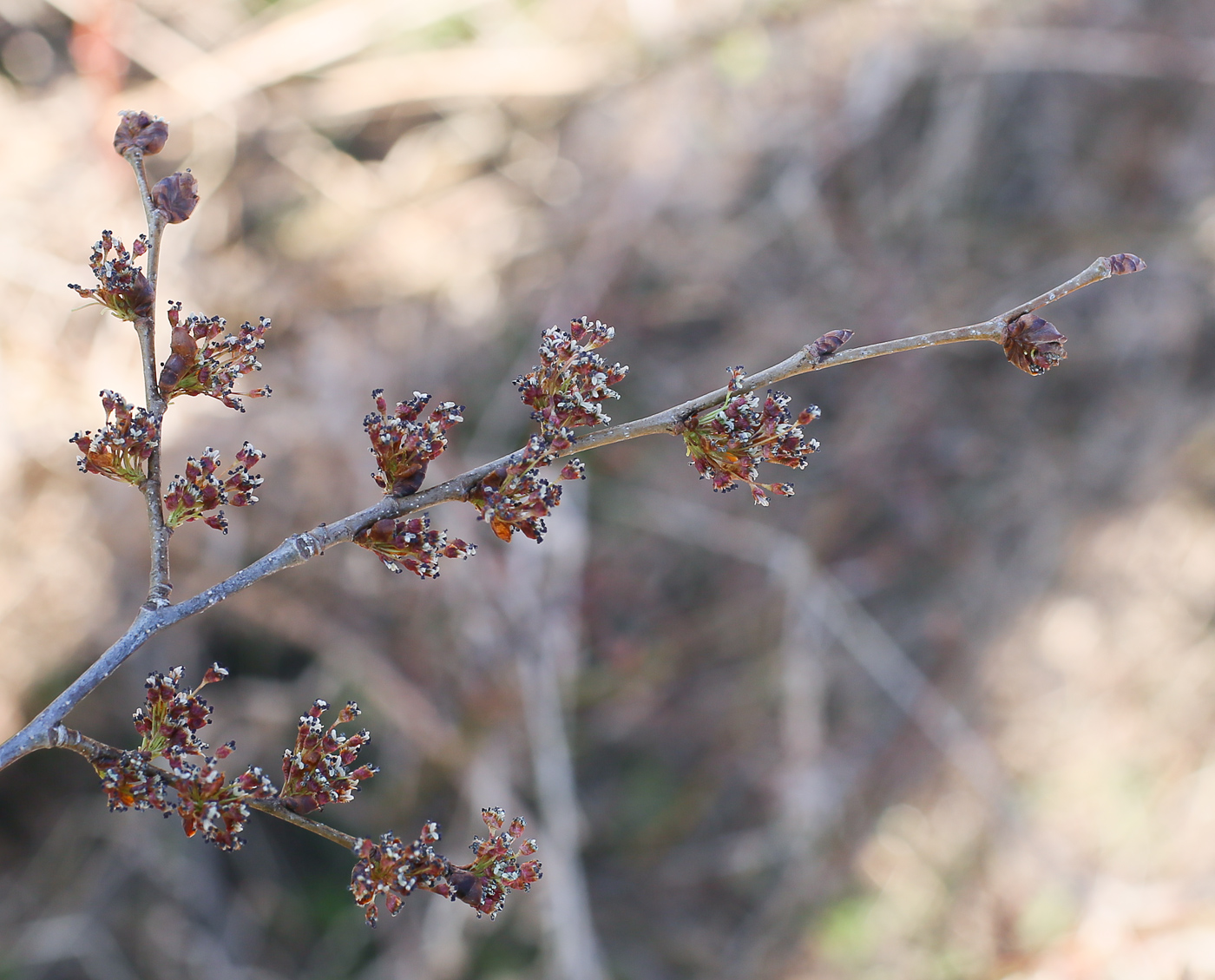 Image of Ulmus laevis specimen.