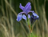 Iris sibirica. Соцветие. Костромская обл., окр. г. Костромы, пойма р. Солонка, 09.06.2015.