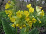 Primula macrocalyx