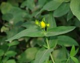 Hypericum ascyron. Верхушка растения с бутонами. Иркутская обл., Шелеховский р-н, окр. с. Шаманка, лесополоса на берегу р. Шаманка. 08.07.2016.