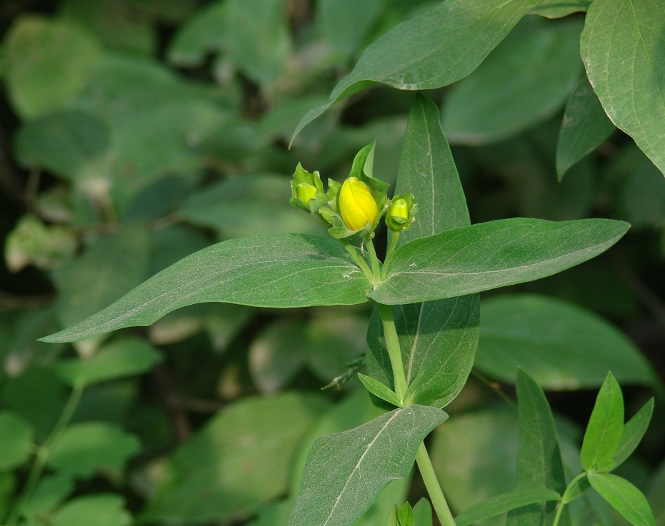 Image of Hypericum ascyron specimen.