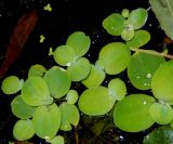 Pistia stratiotes