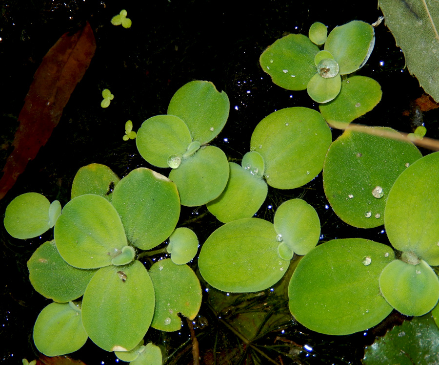 Image of Pistia stratiotes specimen.