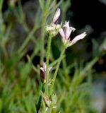 Asperula markothensis