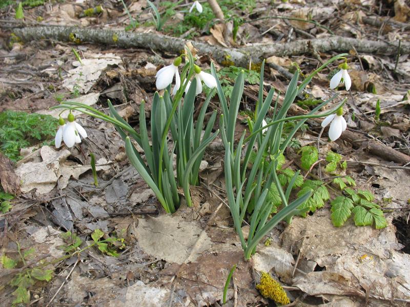 Image of Galanthus caucasicus specimen.