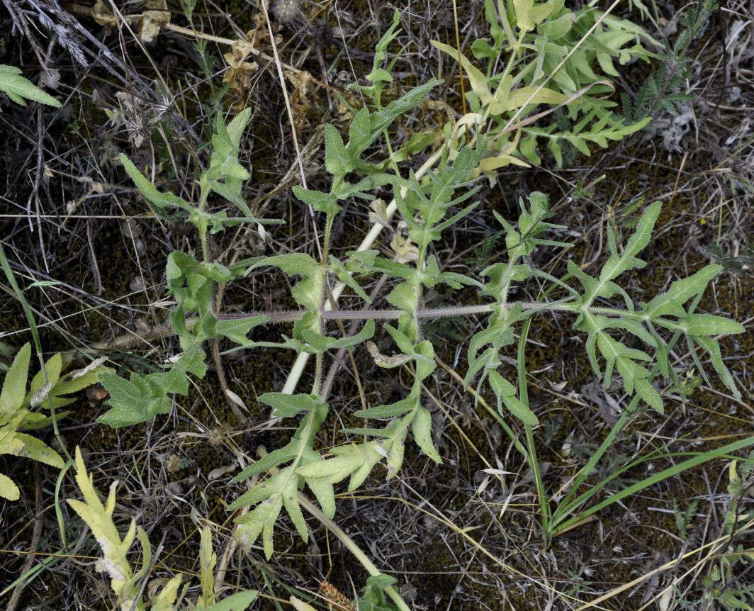 Image of Opopanax hispidus specimen.