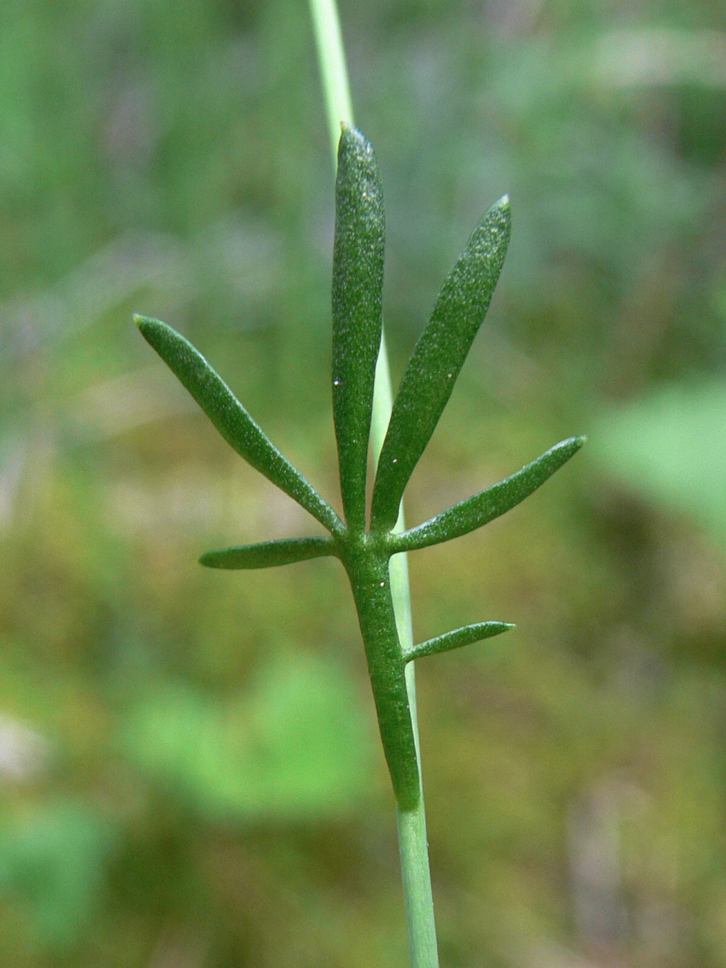 Изображение особи Cardamine dentata.