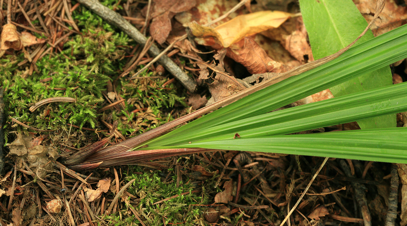 Image of Carex insaniae specimen.