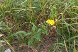Oenothera rubricaulis. Цветущее растение. Ленинградская обл., Ломоносовский р-н, форт \"Красная Горка\", пустырь с песчаной почвой на месте разрушенных укреплений. 25.09.2016.
