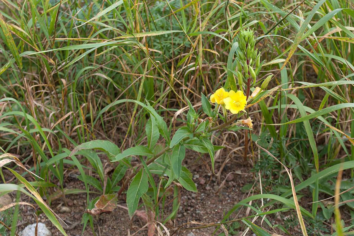 Изображение особи Oenothera rubricaulis.