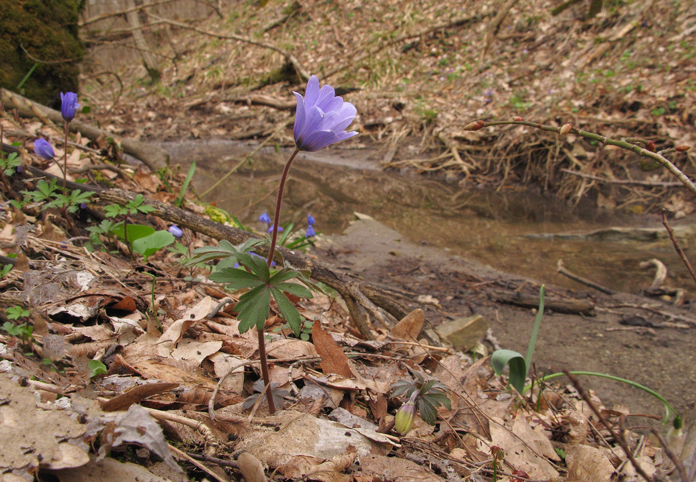 Изображение особи Anemone banketovii.