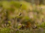 Trientalis europaea