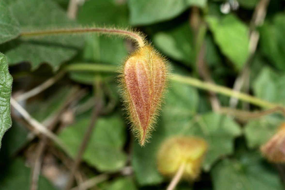 Image of Thunbergia gregorii specimen.