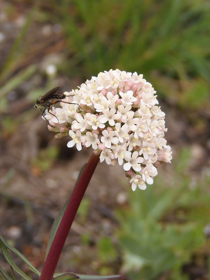 Изображение особи Valeriana tuberosa.