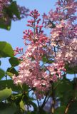 Syringa vulgaris