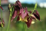 Aquilegia oxysepala