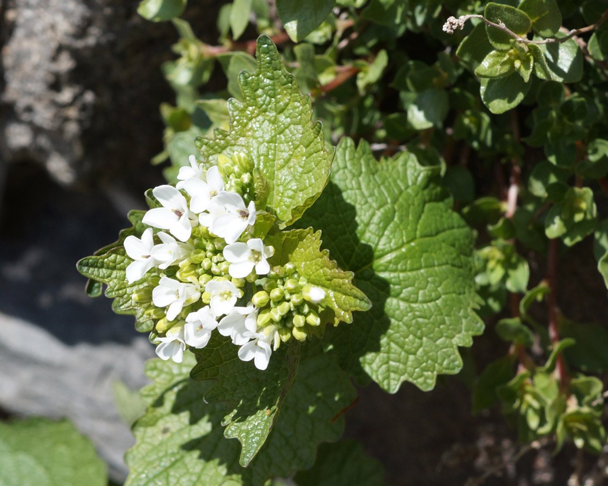 Image of Alliaria petiolata specimen.