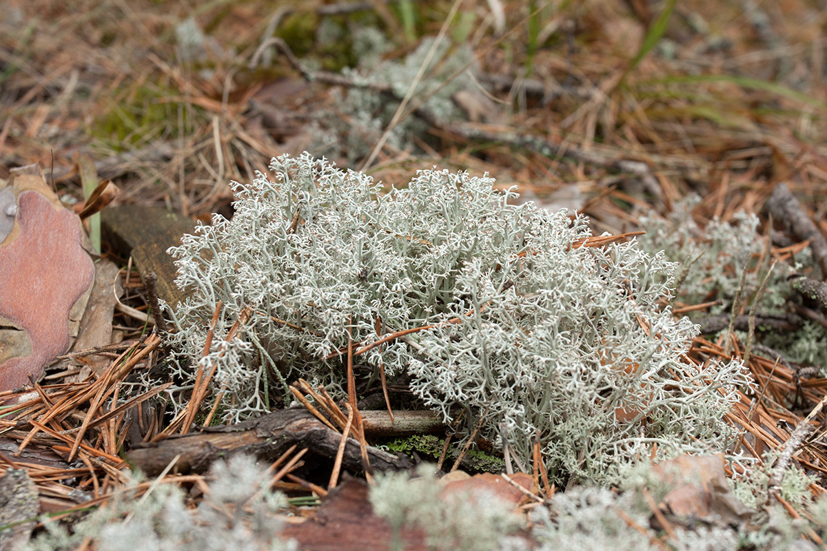 Изображение особи Cladonia rangiferina.