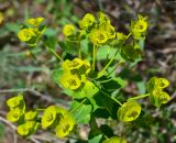 Euphorbia seguieriana. Соцветие. Западный Крым, пересыпь оз. Донузлав, окр. с. Медведево. 11 мая 2017 г.