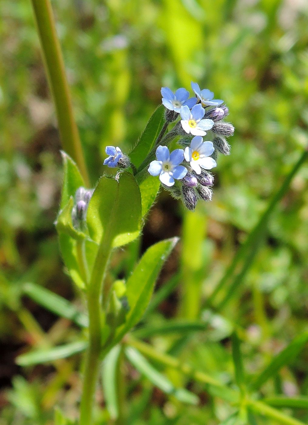 Изображение особи Myosotis arvensis.