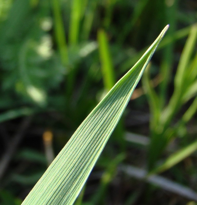 Image of Hierochloe repens specimen.