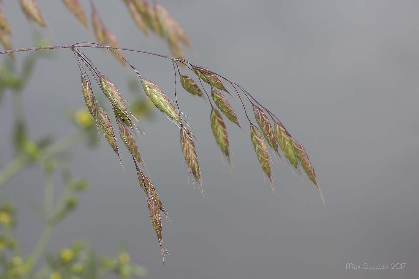 Image of Bromus arvensis specimen.