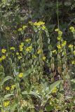 Bupleurum rotundifolium