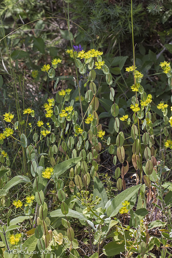 Изображение особи Bupleurum rotundifolium.