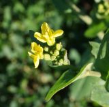 Brassica campestris