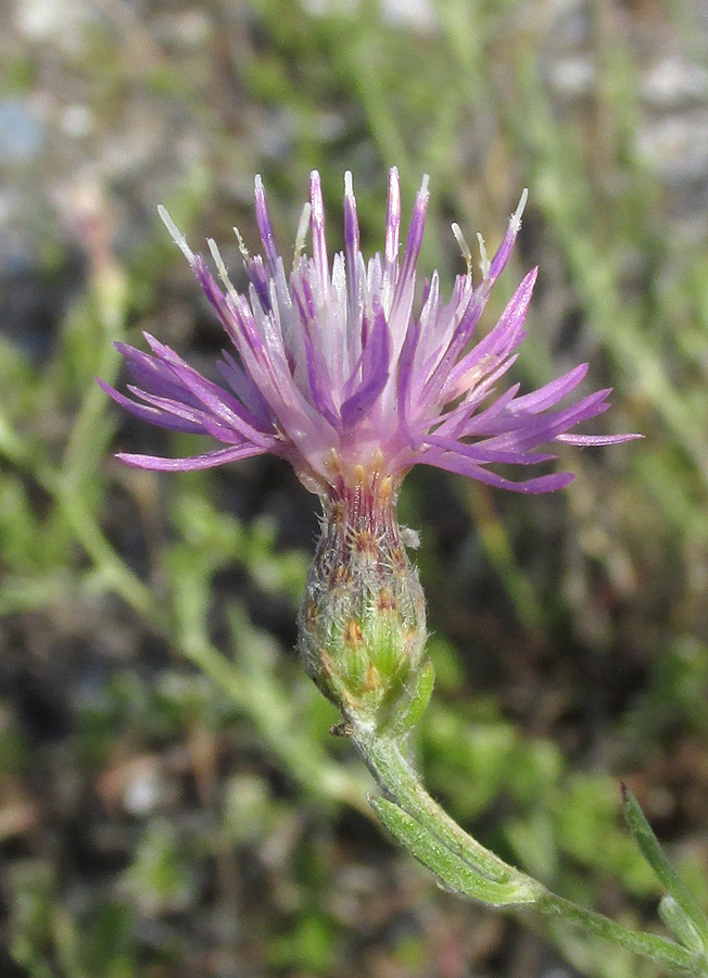 Image of Centaurea steveniana specimen.