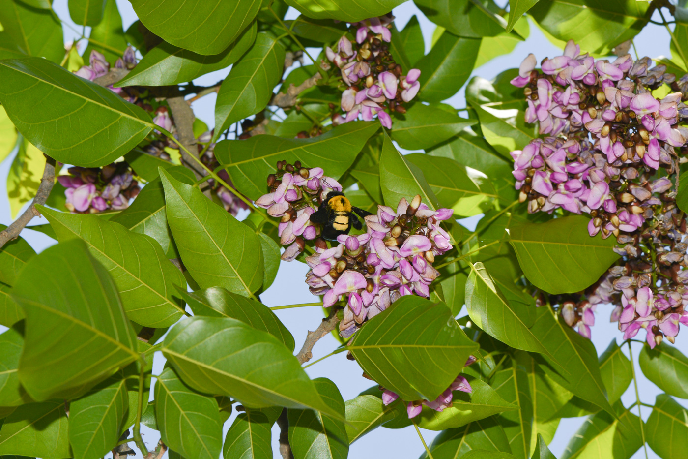 Изображение особи Pongamia pinnata.