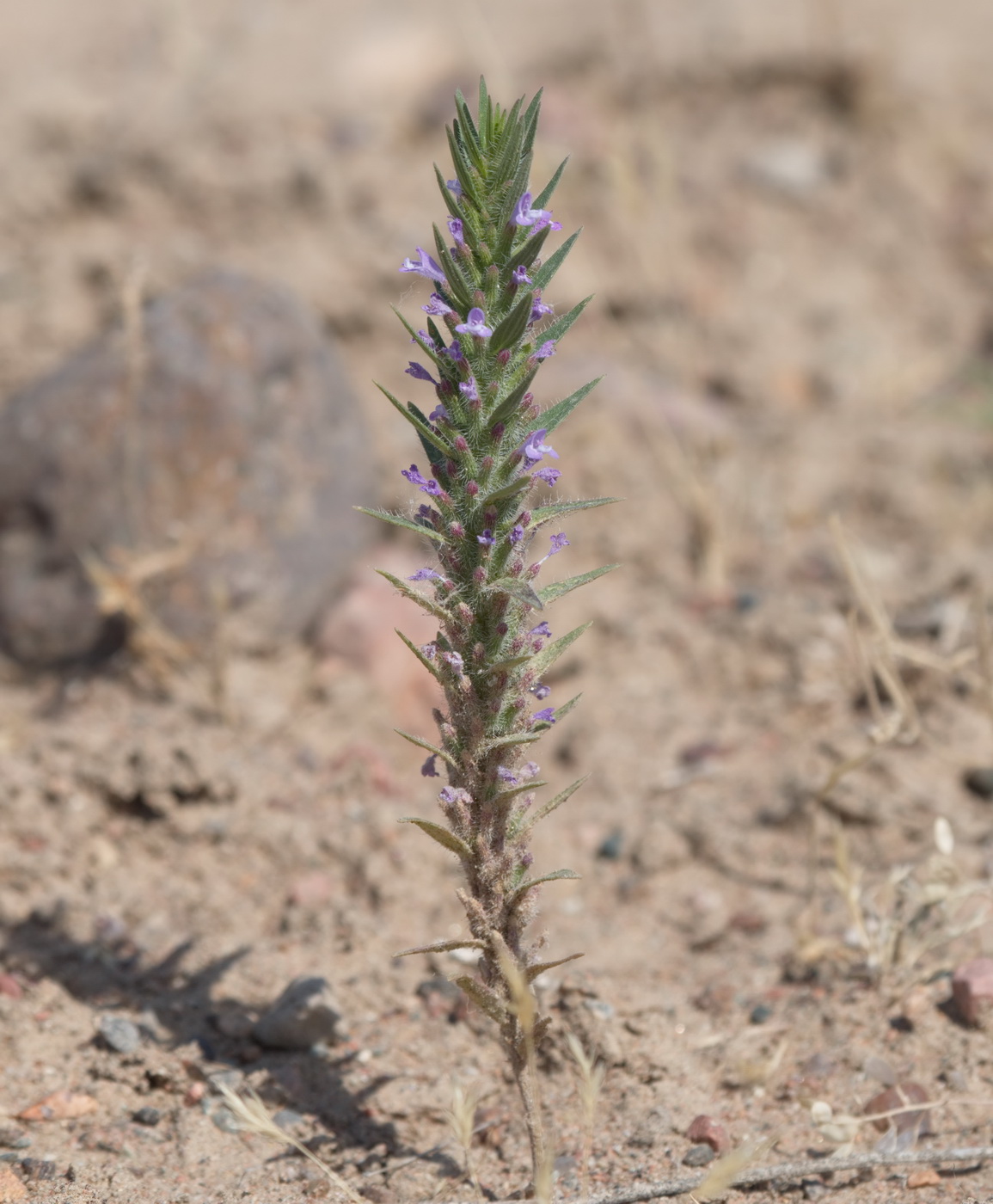 Image of Ziziphora tenuior specimen.