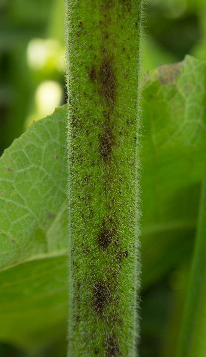 Image of Inula helenium specimen.